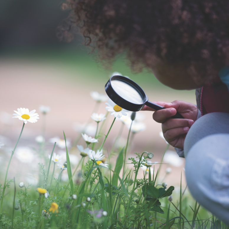 Close-up of a child using a magnifying glass to explore a field of daisies.