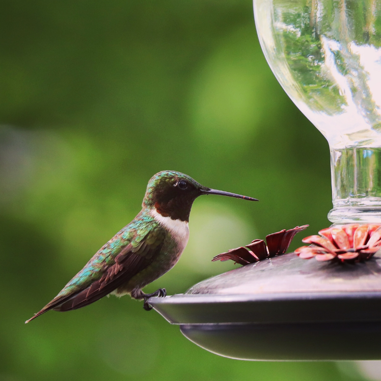 Brown, green, white iridescent hummingbird perched on a brass and glass hummingbird feeder.