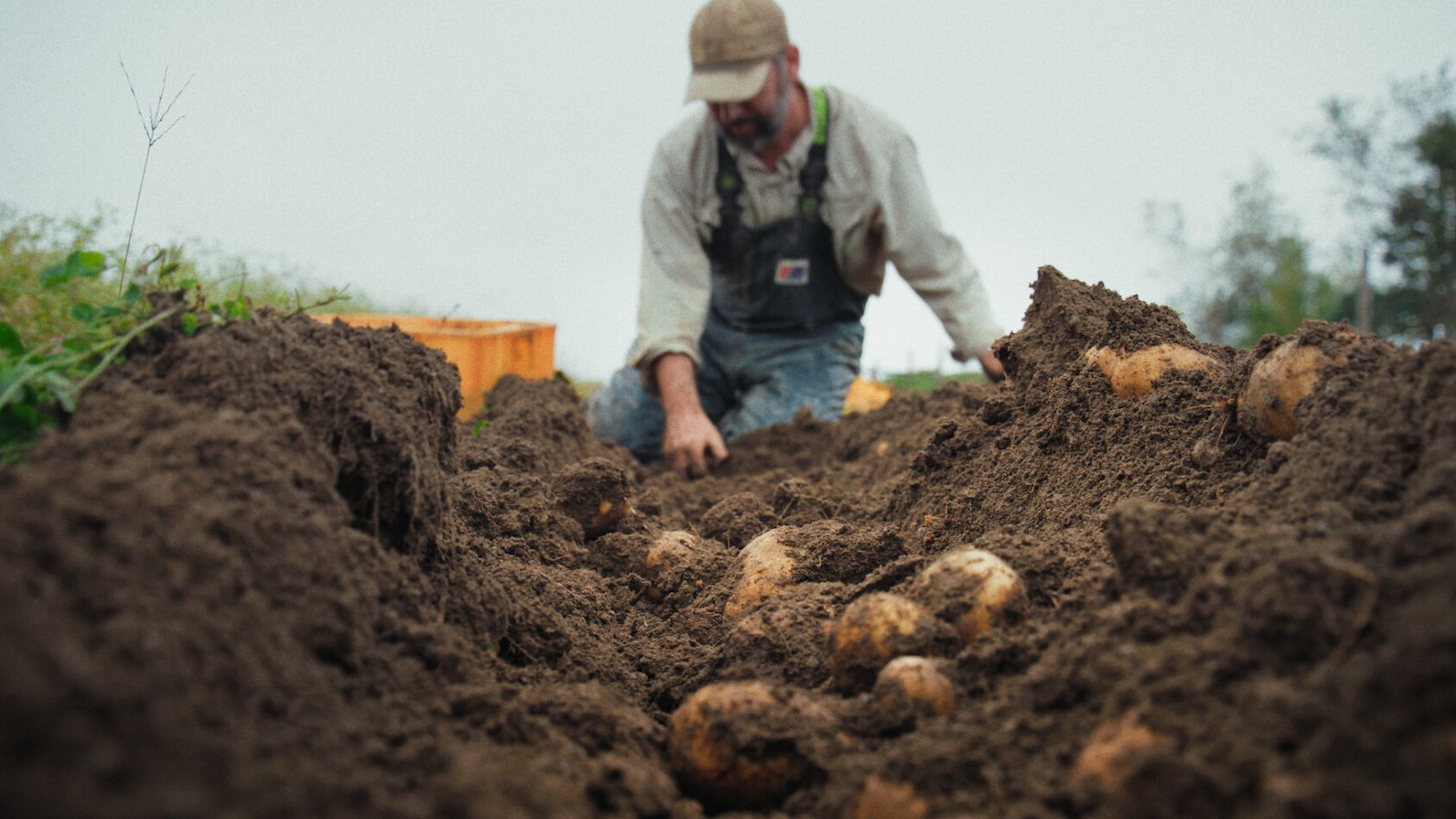 A farmer kneels in a freshly dug row of potatoes in a still from the documentary Fork in the Road.
