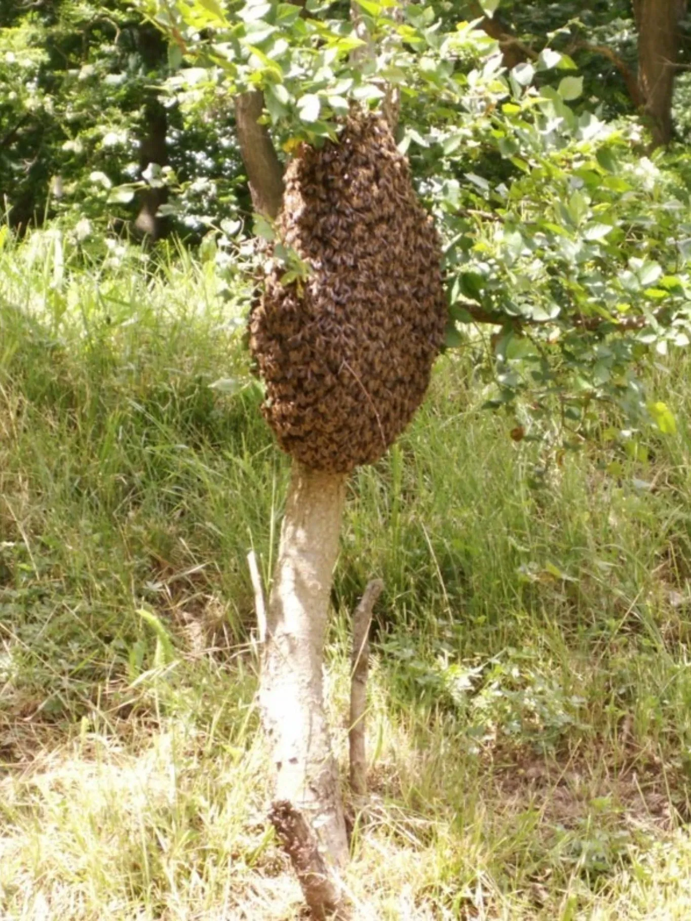 Un essaim d'abeille pour expliquer le processus d'essaimage.