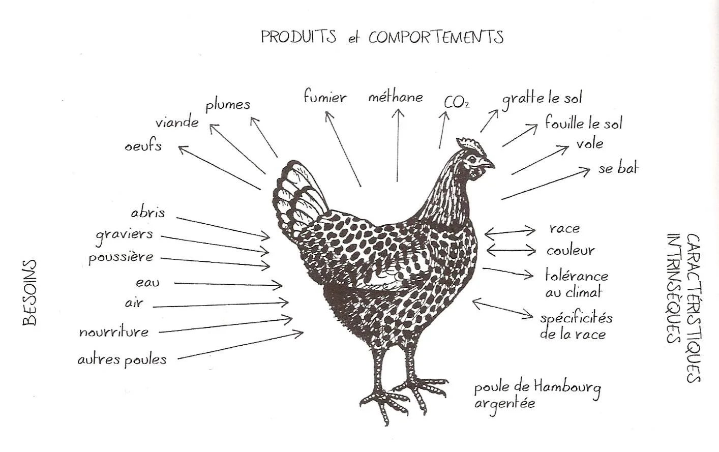 Vision systémique poule
