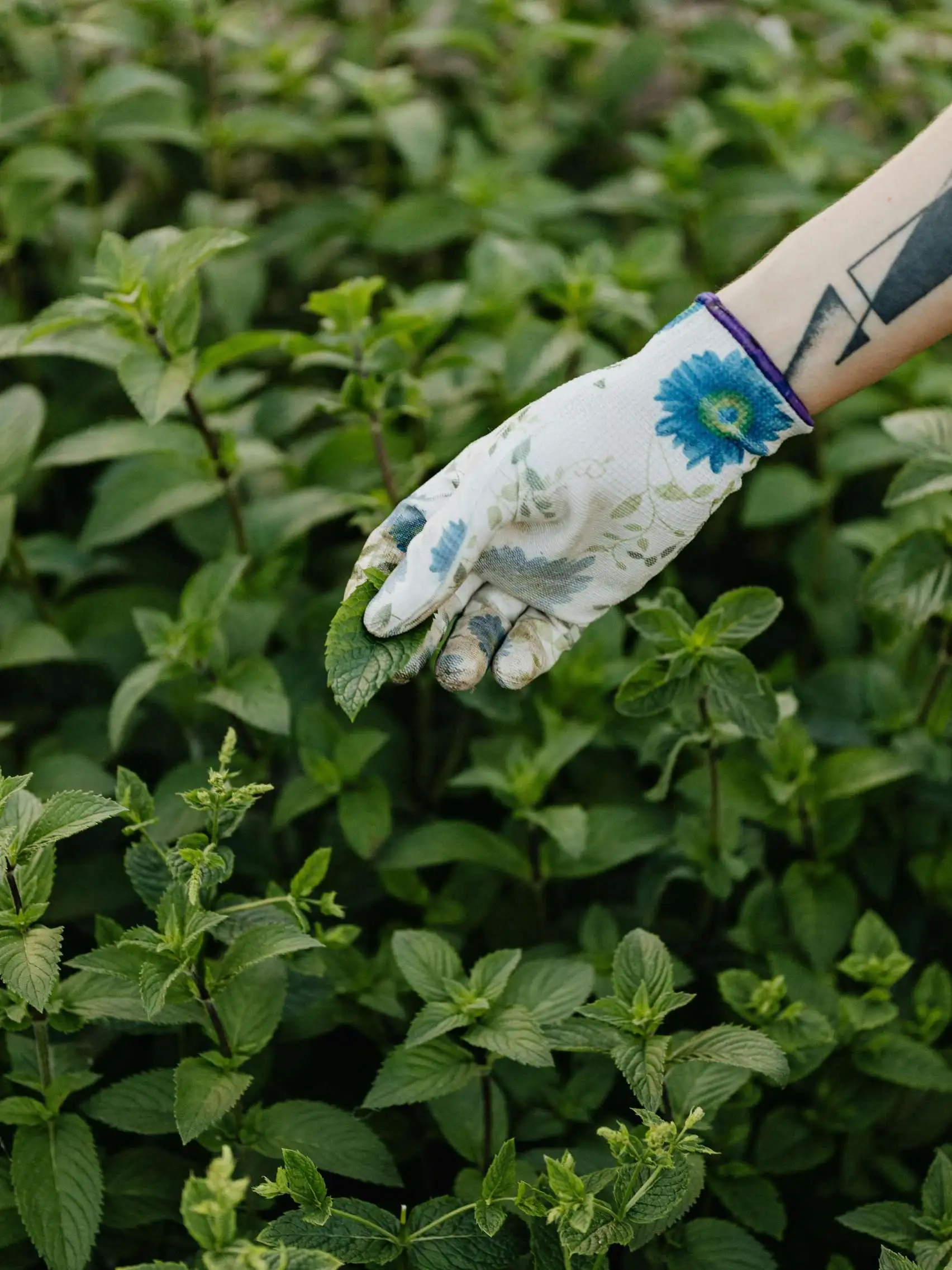 Une personne récolte des plantes aromatiques, ici elle récolte de la menthe.