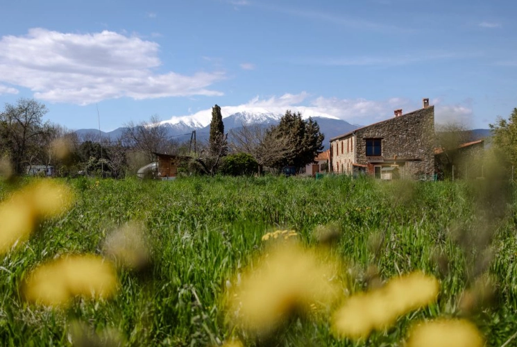 Mas Alavall au printemps, bâtisse en pierre entourée de prairies fleuries avec le Canigou enneigé en arrière-plan, Céret. Photo de Myriam Boye.
