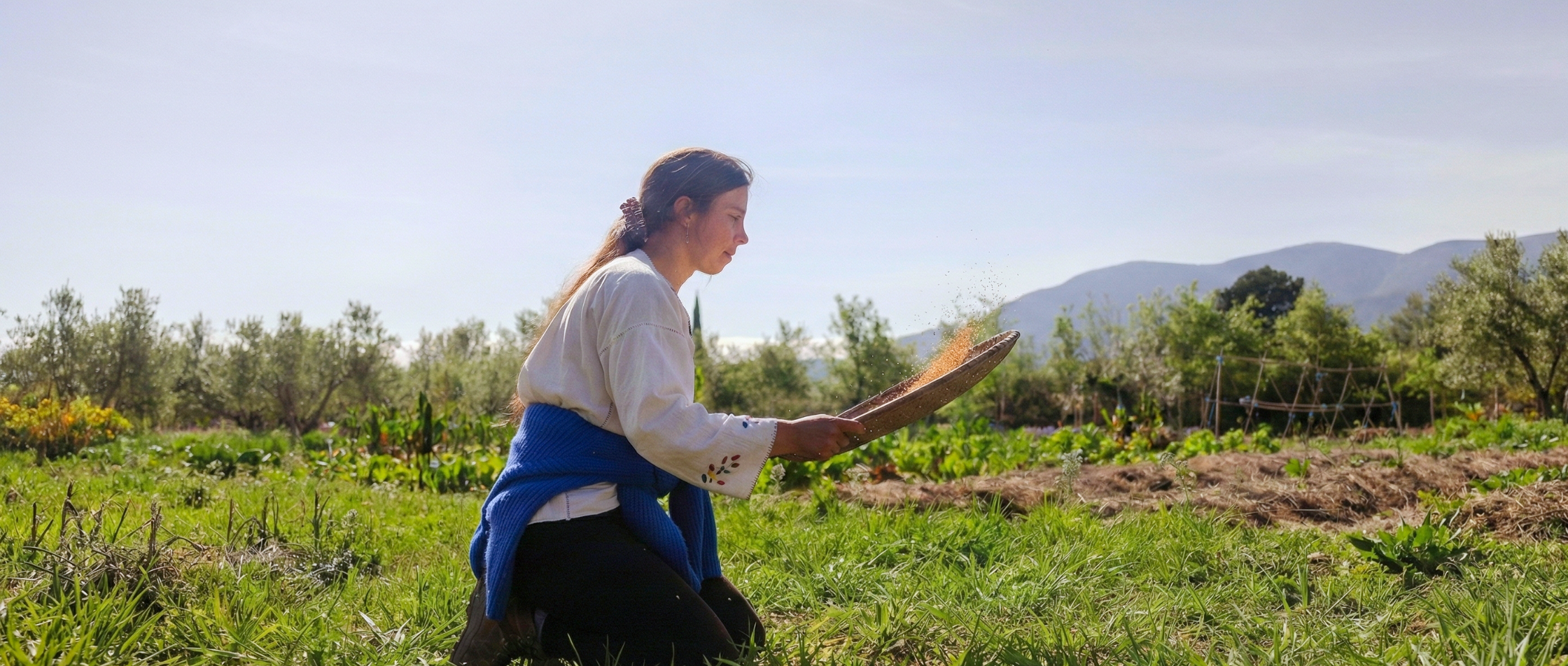 Travail de sélection des semences au Mas Alavall, ferme agroécologique de Permaterra à Céret.