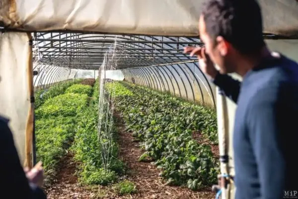 Photo d'une serre de la ferme Terradelviu avec André Trives devant.