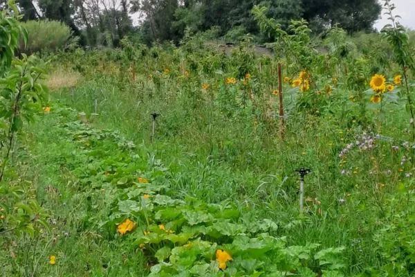Photo du potager de la ferme Terradelviu à Elne.