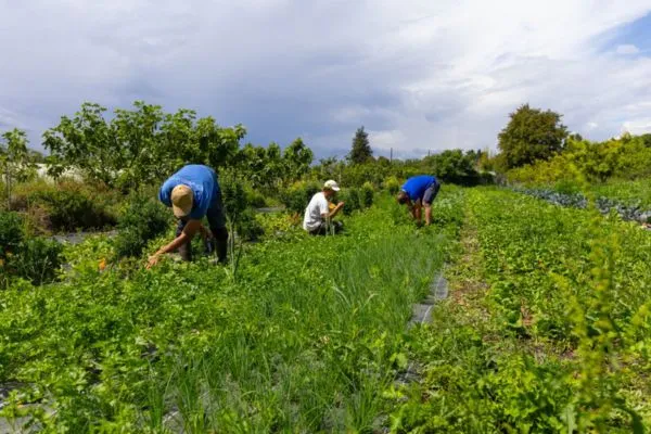 Photo de personne en plein travail dans le potager d'une ferme maraichère. 