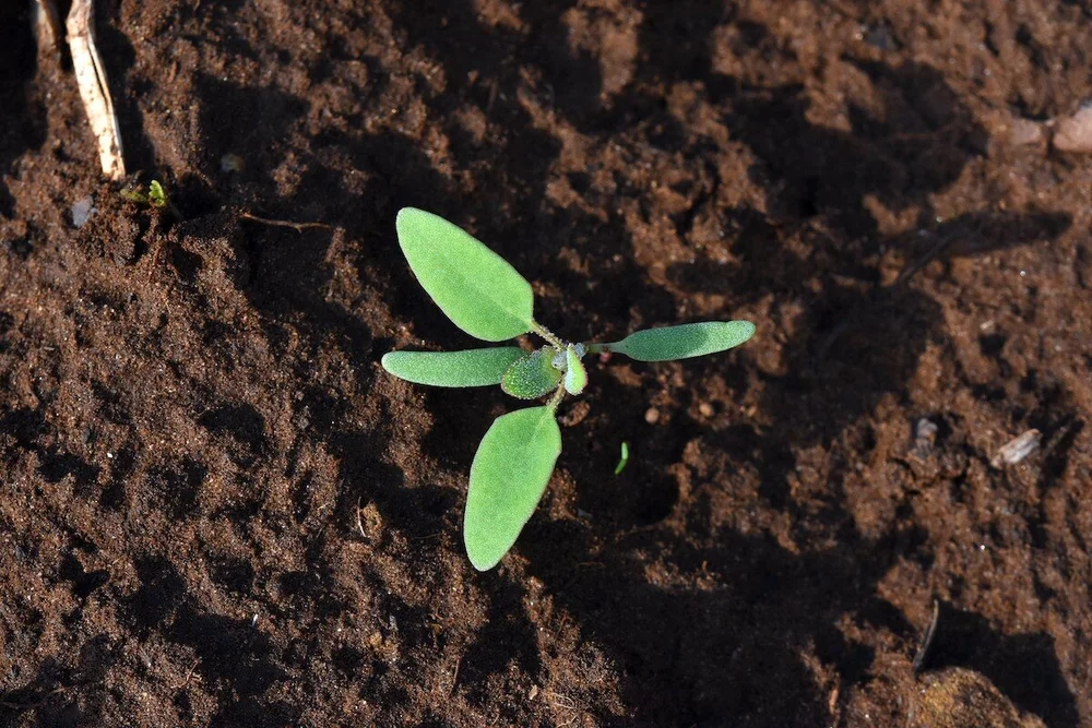 Photo Chenopodium album