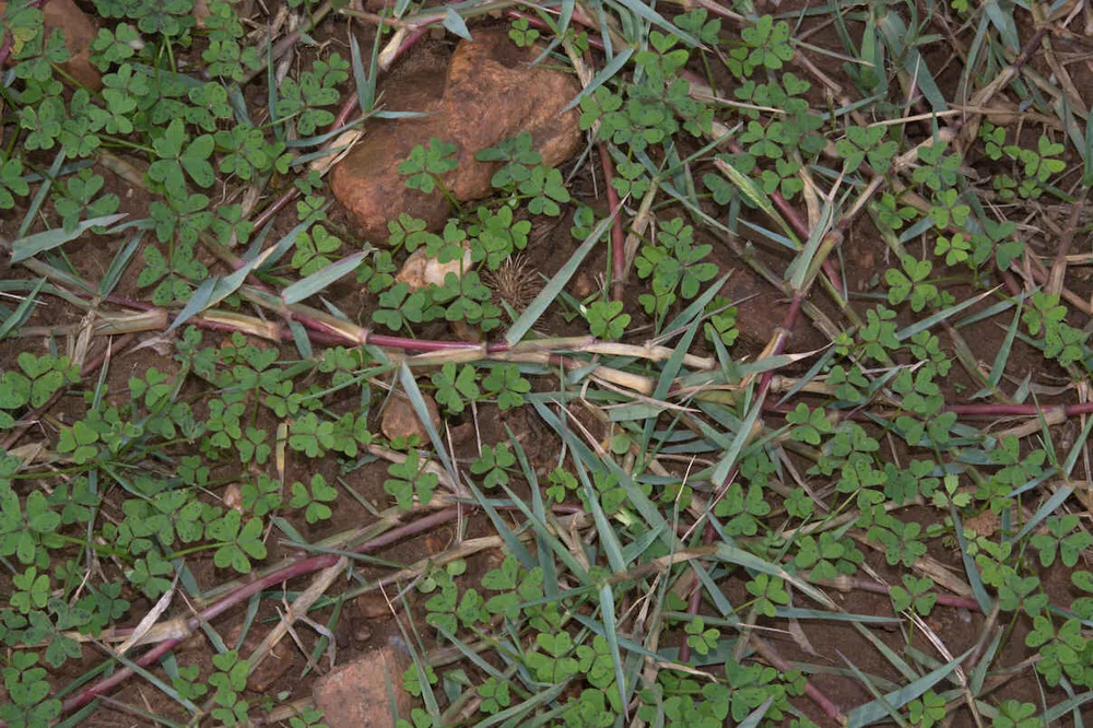 Photo Cynodon dactylon