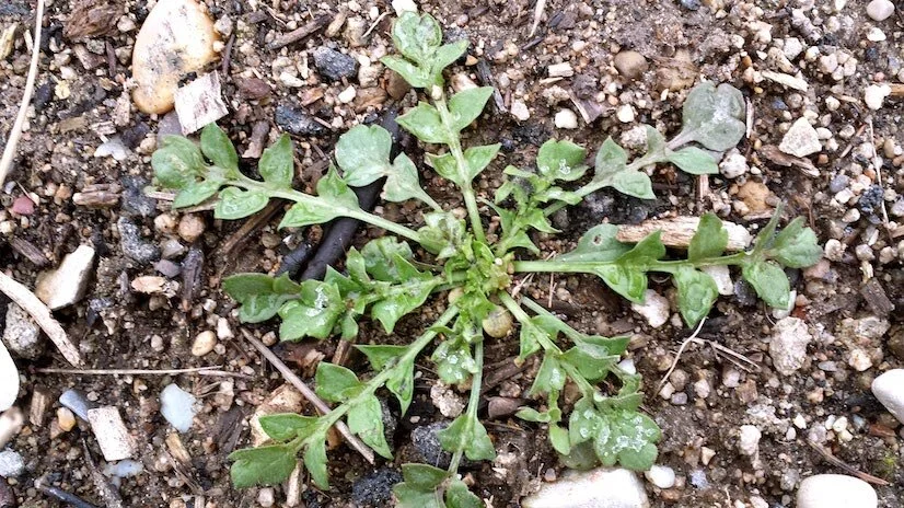 Photo Papaver rhoeas en rosette