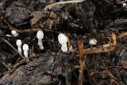 Photo de champignons.