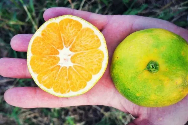 Agrumes de la ferme arboricole agroécologique.