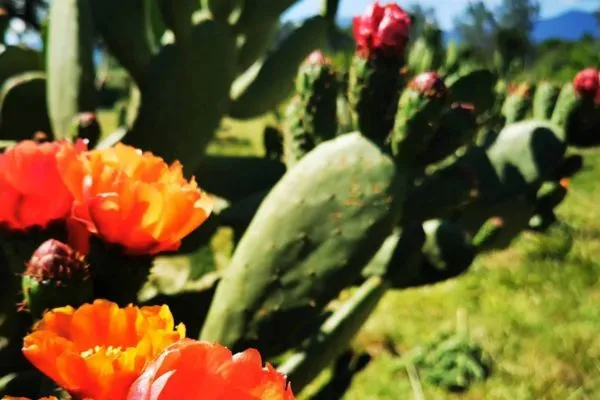 Photo d'une plante à la ferme arboricole agroécologique.