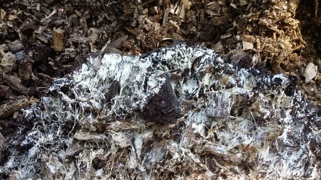 Photo de champignons.