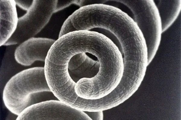 Vue de la spiruline au microscope.