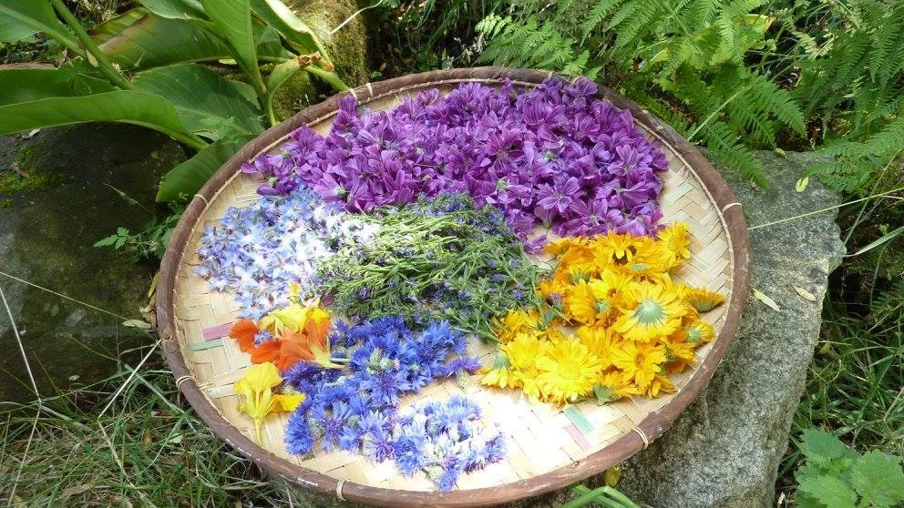 Plateau de plantes médicinales.