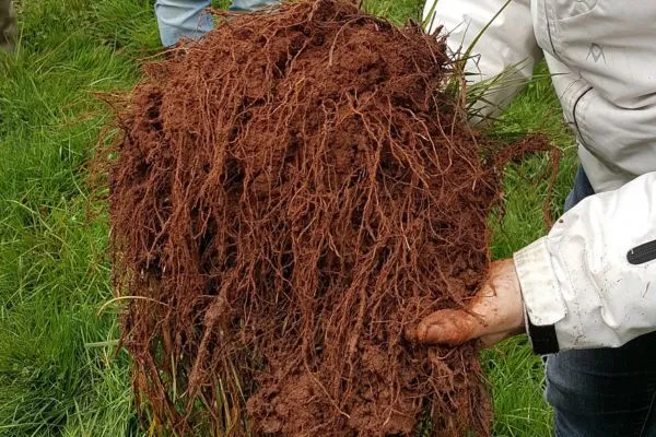 Photo qui montre une motte de prairie avec un chevelu racinaire très développé, utilisée pour démontrer que les prairies 
    bien gérées en pâturage tournant créent des sols vivants, riches en racines et en carbone.