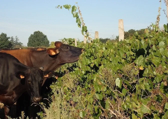 Photos de deux vaches qui se nourrissent grâce aux haies.