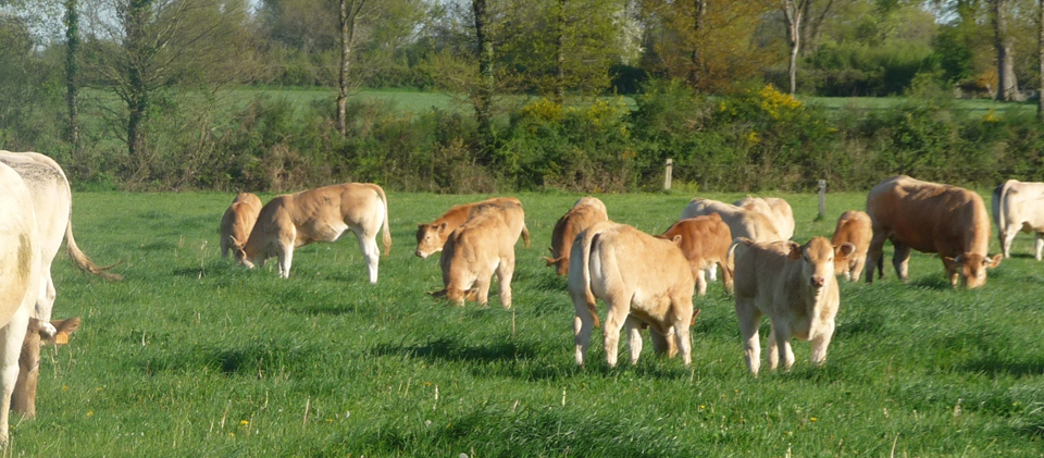 Photo d'un troupeau de vache dans une prairie, dans un pâturage tournant dynamique.