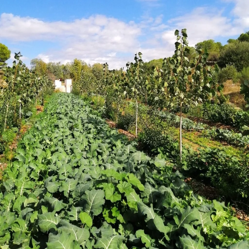 Exemple d’application à Terrasintropica de l'agriculture syntropique.