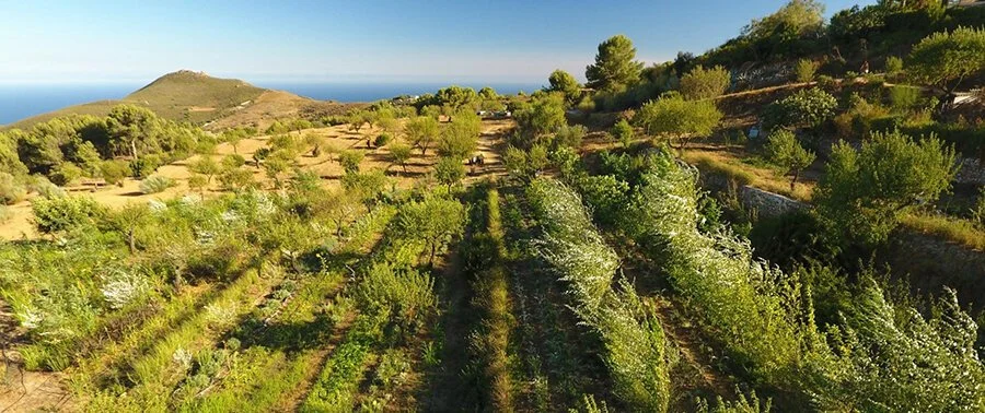 Photo exemple d’application à La Loma Viva de l'agriculture syntropique.