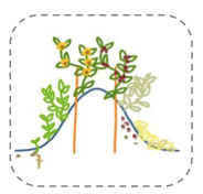 Schéma qui montre l'évolution des plantes dans le temps.