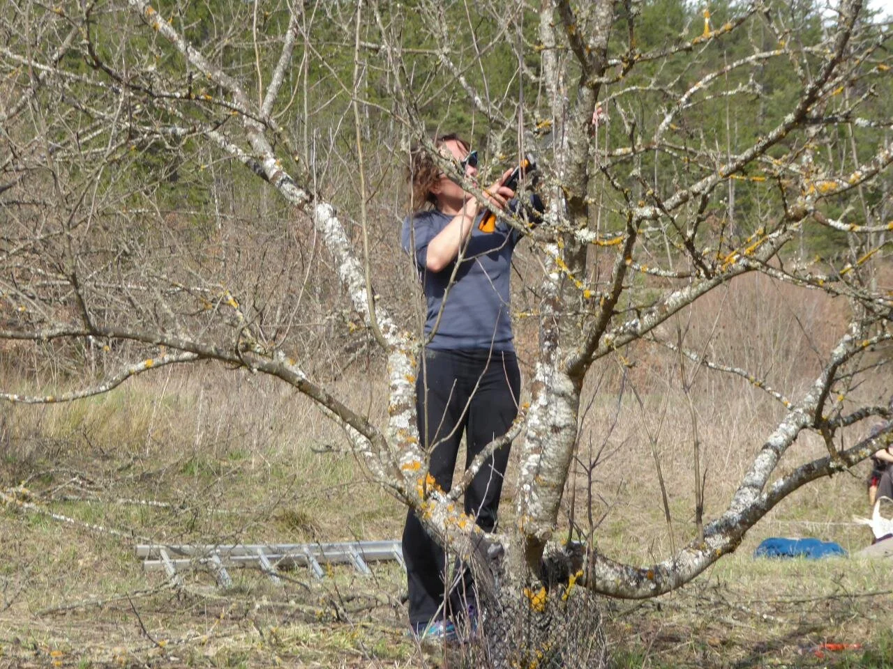 Un participant à la formation taille un arbre libre.