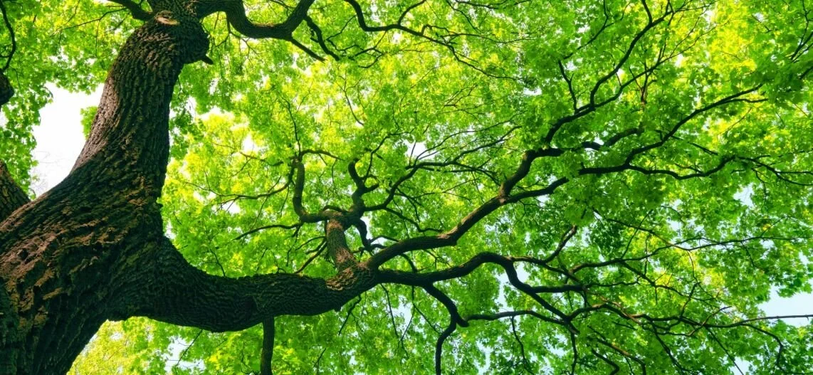 Photo d'un grand arbre vue du bas.