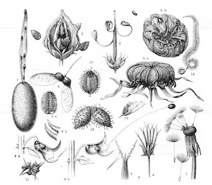 Schéma des bases de la plantes.