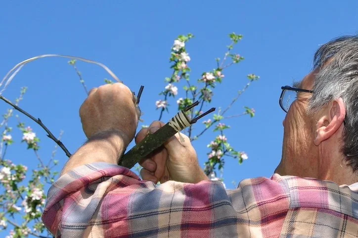 Photo d'une pratique de greffe sur un arbre fruitier, le surgreffage en couronne.
