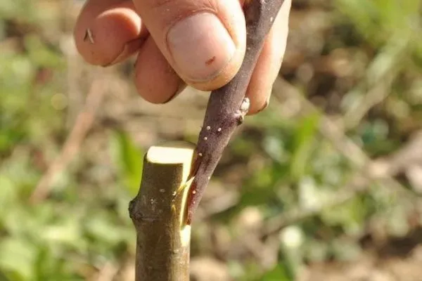 Technique de greffe, la greffe en anglaise sur un arbre fruitier durant la formation Permaterra, Greffe des arbres fruitiers.