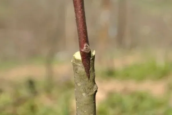 Technique de greffe, la greffe en fente sur un arbre fruitier durant la formation à Permaterra.