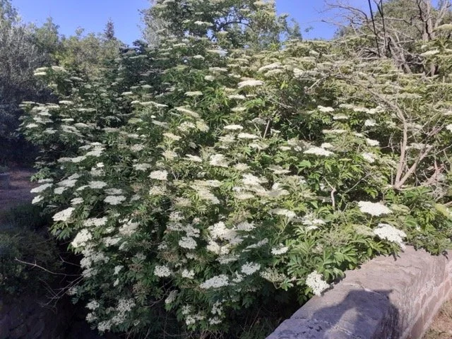 Photo de sureau en fleur, plante qu'on utilise pour la transformation des sirops et gelées.