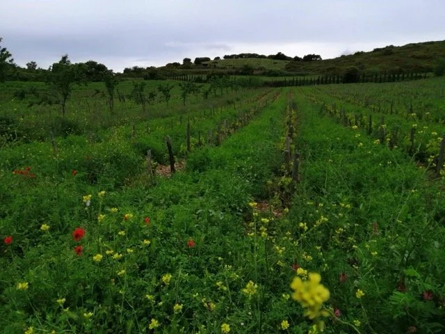 Viticulture et agroforesterie sur une parcelle du domaine de Gauby.