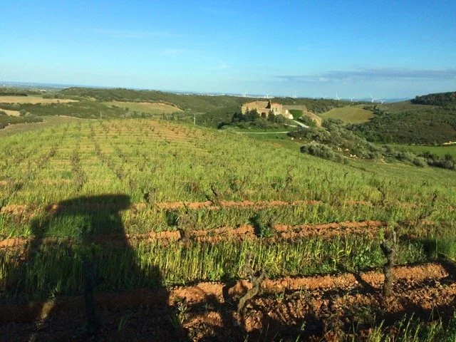 Viticulture et agroforesterie sur une parcelle de grenache gris au domaine de Gauby à Calce dans le 66.