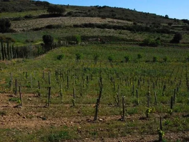 Parcelle de vigne de coume gineste au domaine de Gauby.