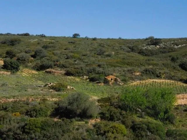 Photo d'un paysage de viticulture, parcelle de vigne de grenache et de coume au domaine de Gauby.