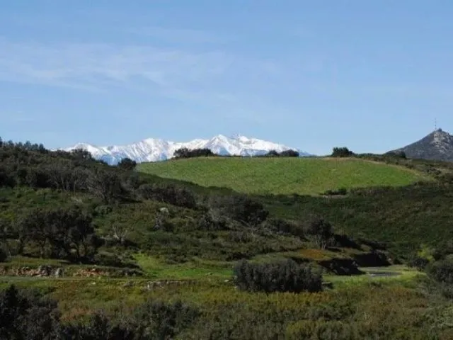 Viticulture et agroforesterie sur une parcelle de grenache noir au domaine de Gauby à Calce dans le 66.
