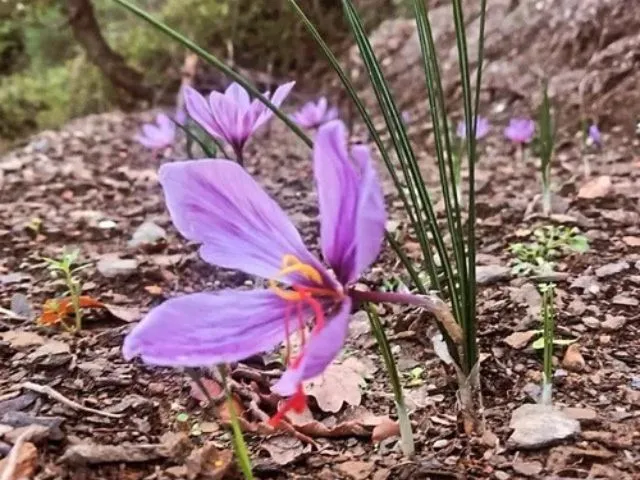 Photo d'une fleur sur un sol vivant au domaine le temps retrouvé à Céret.