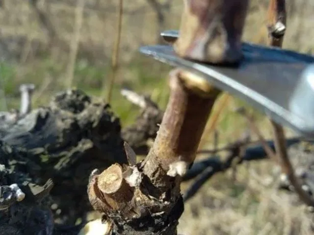 Taille de la vigne en viticulture au domaine le temps retrouvé.