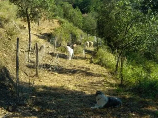 Photo du paysage du domaine Le temps retrouvé à Céret avec des animaux pour optimiser la production.