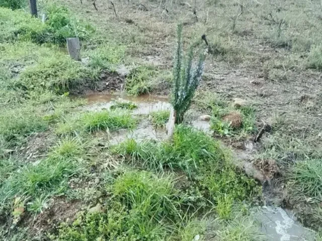 Photo d'agroforesterie au domaine le temps retrouvé à Céret.