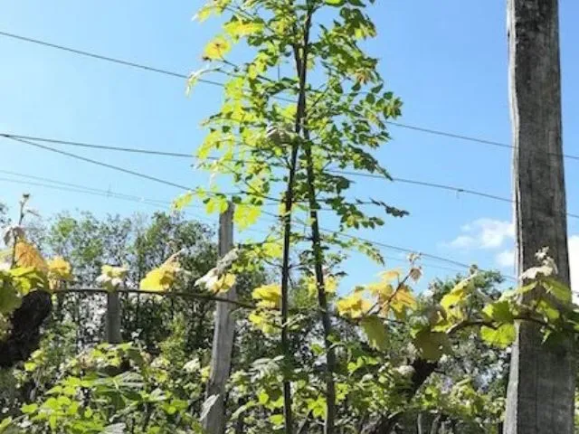 Photo d'une vigne en agroforesterie.
