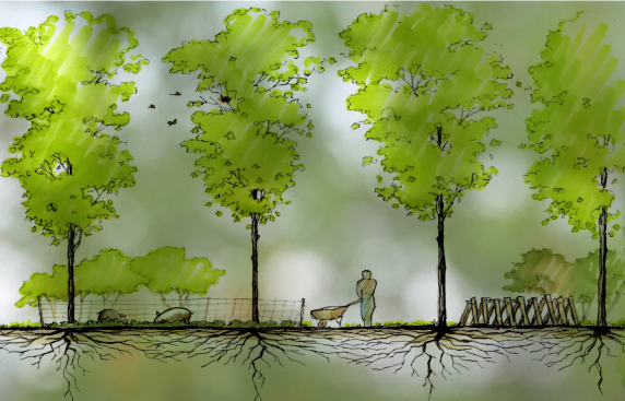 Schéma d'arbres avec des racines qui permettent de rendre les sols fertiles.