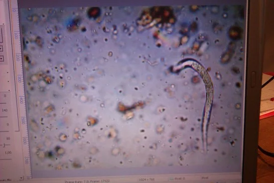 Observation au microscope d'un sol pauvre et non fertile pour les cultures.