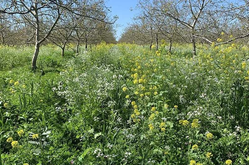 Photo d'un paysage fertile, avec des herbes, des fleur, des arbres.
