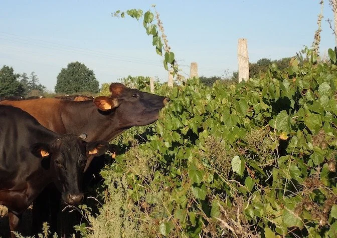 Un pâturage de bovin entrain de manger des haies.