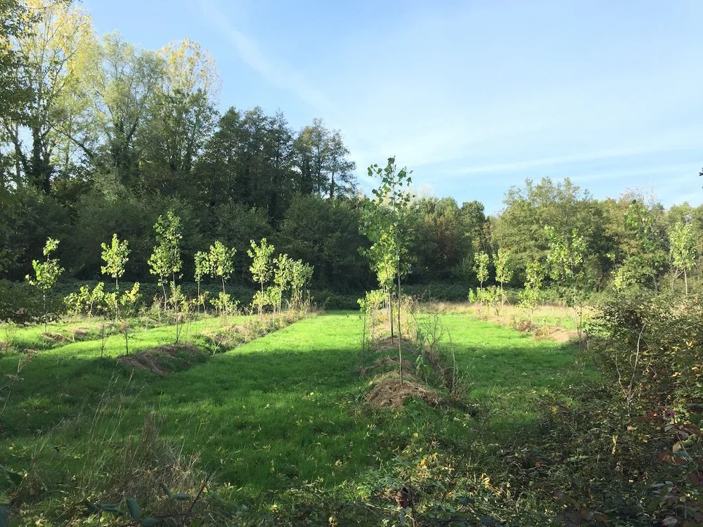 Photo d'un keyline design avec des cultures alignées.