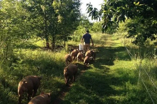 Photo d'un élevage de cochon dans un système agro-sylvopastoraux ; l'agrosylvopastoralisme est une méthode d'agriculture qui concilie les arbres, la production végétale et la production animale.