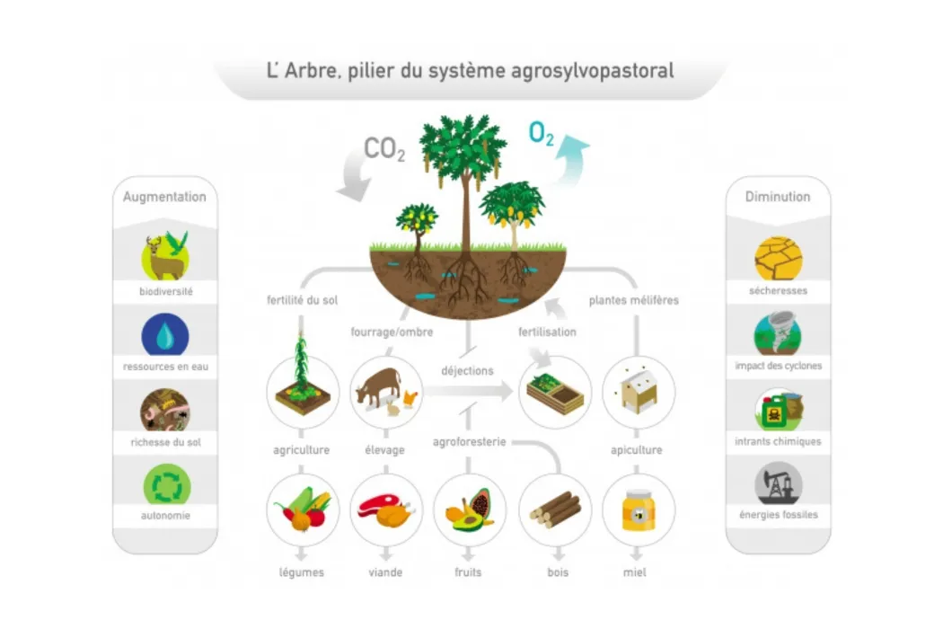 Schéma qui montre que l'arbre est le pilier d'un système agrosylvanopastoral.